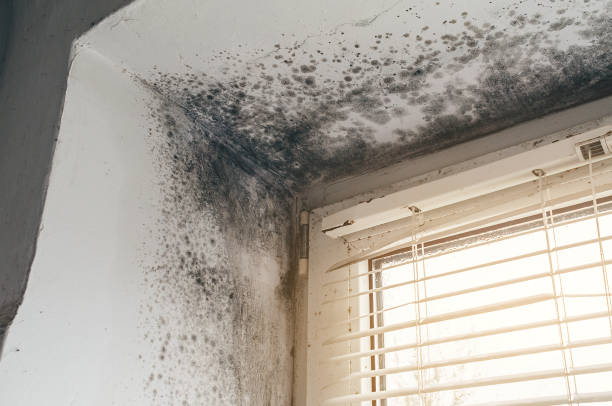 Affordable Mold Remediation solutions in Hillsborough, NC